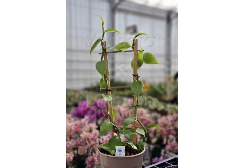 Vanille - Vanilla planifolia