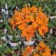 Epidendrum Ballerina 'Tangerine'