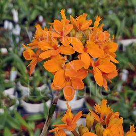Epidendrum Ballerina 'Tangerine'
