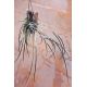 Brassavola cucullata