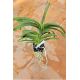 Vandachostylis Jairak Sapphire