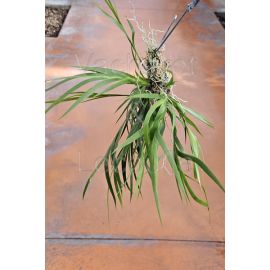 Jacquiniella equitantifolia