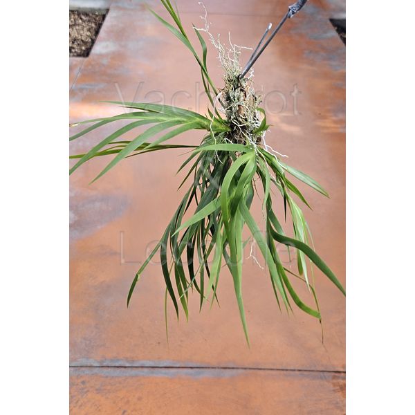 Jacquiniella equitantifolia