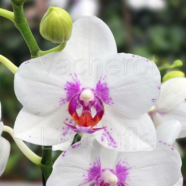 Phalaenopsis Passion