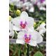 Phalaenopsis Passion