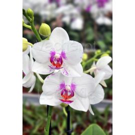Phalaenopsis Passion