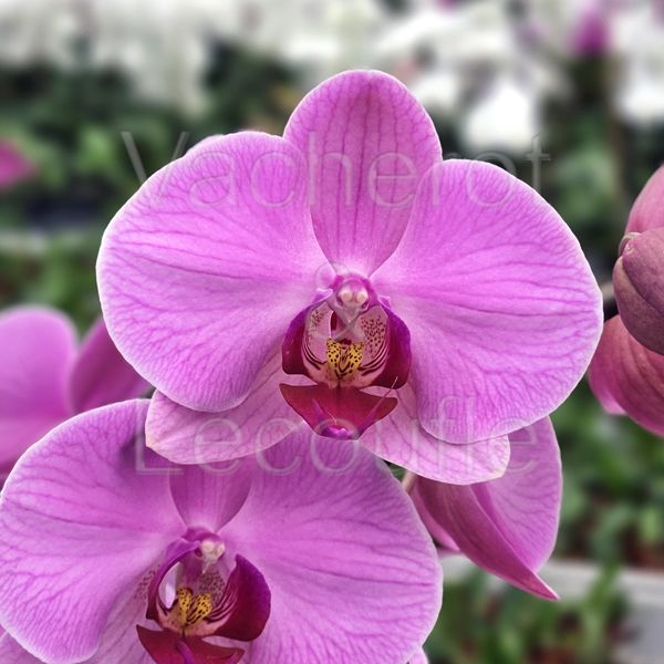 Phalaenopsis Orlando