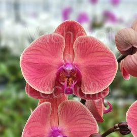Phalaenopsis Asian Coral