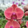 Phalaenopsis Asian Coral