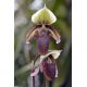 Paphiopedilum curtisii