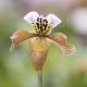 Paphiopedilum gratrixianum