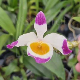 Dendrobium pendulum Dark