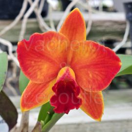 Cattleya Ayrton Senna 'Estoril' (Slc.)