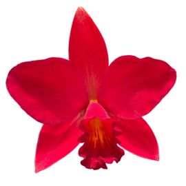 Cattleya Little Hazel (Slc.)