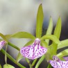 Cattleya Binosa 'Wabash Valley' AM/AOS (Bc.)