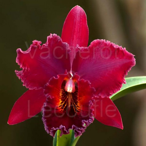 Cattleya Chia Lin 'New City' AM/AOS (Blc.)