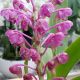 Aerides leeana (syn. jarkiana)
