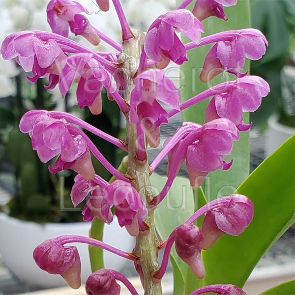 Aerides leeana (syn. jarkiana)
