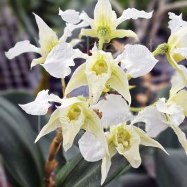 Dendrobium forbesii var. praestans