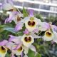 Dendrobium signatum Dark Eye