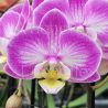 Phalaenopsis Cupidon
