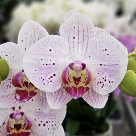 Phalaenopsis Bohemian Goya