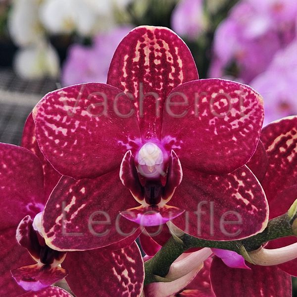Phalaenopsis Royal Red