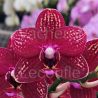 Phalaenopsis Royal Red