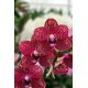 Phalaenopsis Royal Red
