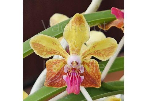 Vanda M. V. Tannins