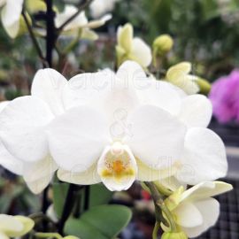 Phalaenopsis MINI Sandra