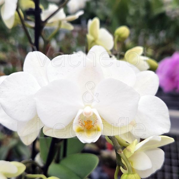 Phalaenopsis MINI Sandra