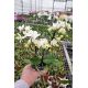 Phalaenopsis MINI Sandra