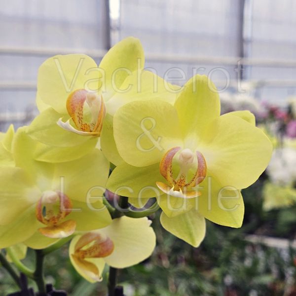 Phalaenopsis MINI Little Yara