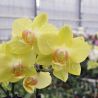 Phalaenopsis MINI Little Yara