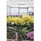 Phalaenopsis MINI Little Yara
