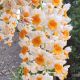 copy ofDendrobium farmeri