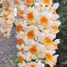 Dendrobium thyrsiflorum