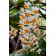 copy ofDendrobium farmeri