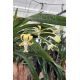 Vanda Joannah's Delight