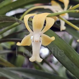 Vanda Joannah's Delight