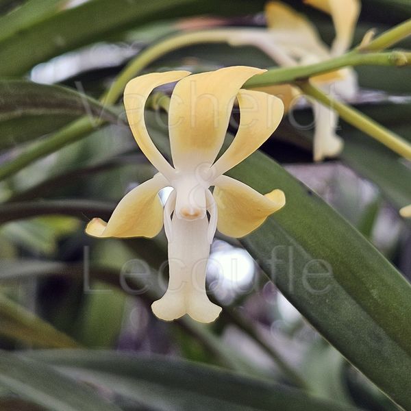 Vanda Joannah's Delight