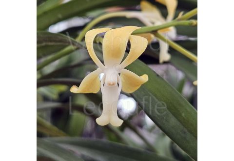 Vanda Joannah's Delight