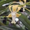 Vanda Joannah's Delight
