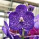 Vanda Sunanda Violetta Dark