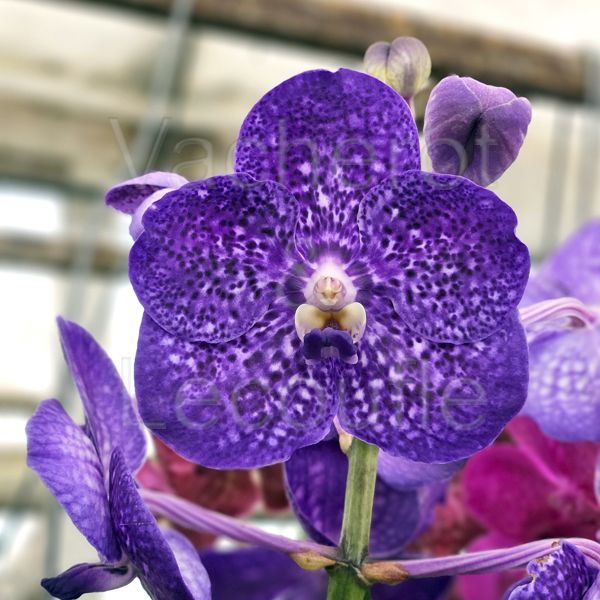 Vanda Sunanda Violetta Dark