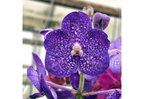 Vanda Sunanda Violetta Dark