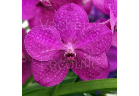 Vanda Nitaya Hot Pïnk