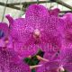 Vanda Nitaya Rosy
