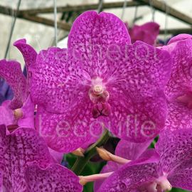 Vanda Nitaya Rosy